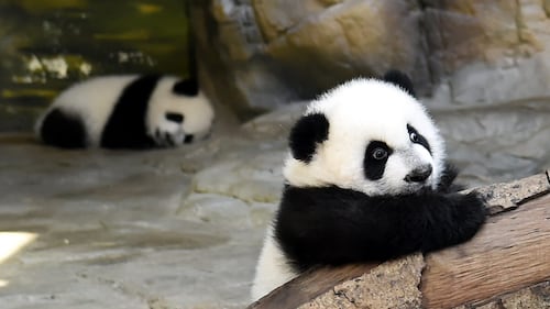 Tre piccoli panda dello Zoo di Guangzhou 1
