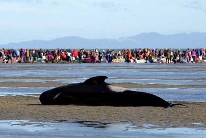 Decine di balene spiaggiate. Ora si rischia la strage 3