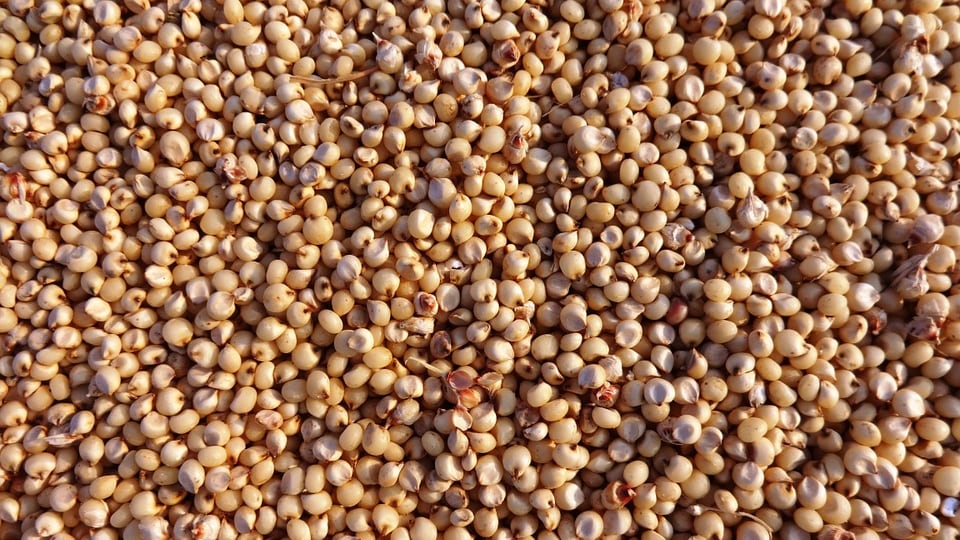 Sorgo, il cereale gluten free dall’effetto antiossidante
