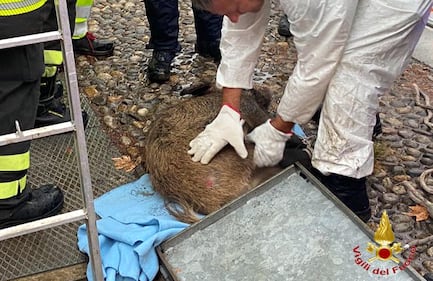 Muore dopo il recupero il cinghiale che nuotava in Darsena 4