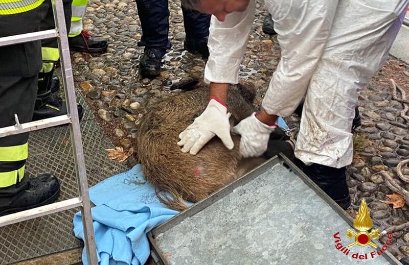 Muore dopo il recupero il cinghiale che nuotava in Darsena 4