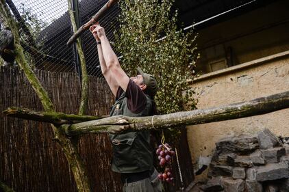 I Palaean hornbill, gli uccelli vulnerabili allevati allo zoo di Wroclaw 8