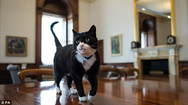 Stressato dalle coccole il gatto "diplomatico" al Foreign Office inglese