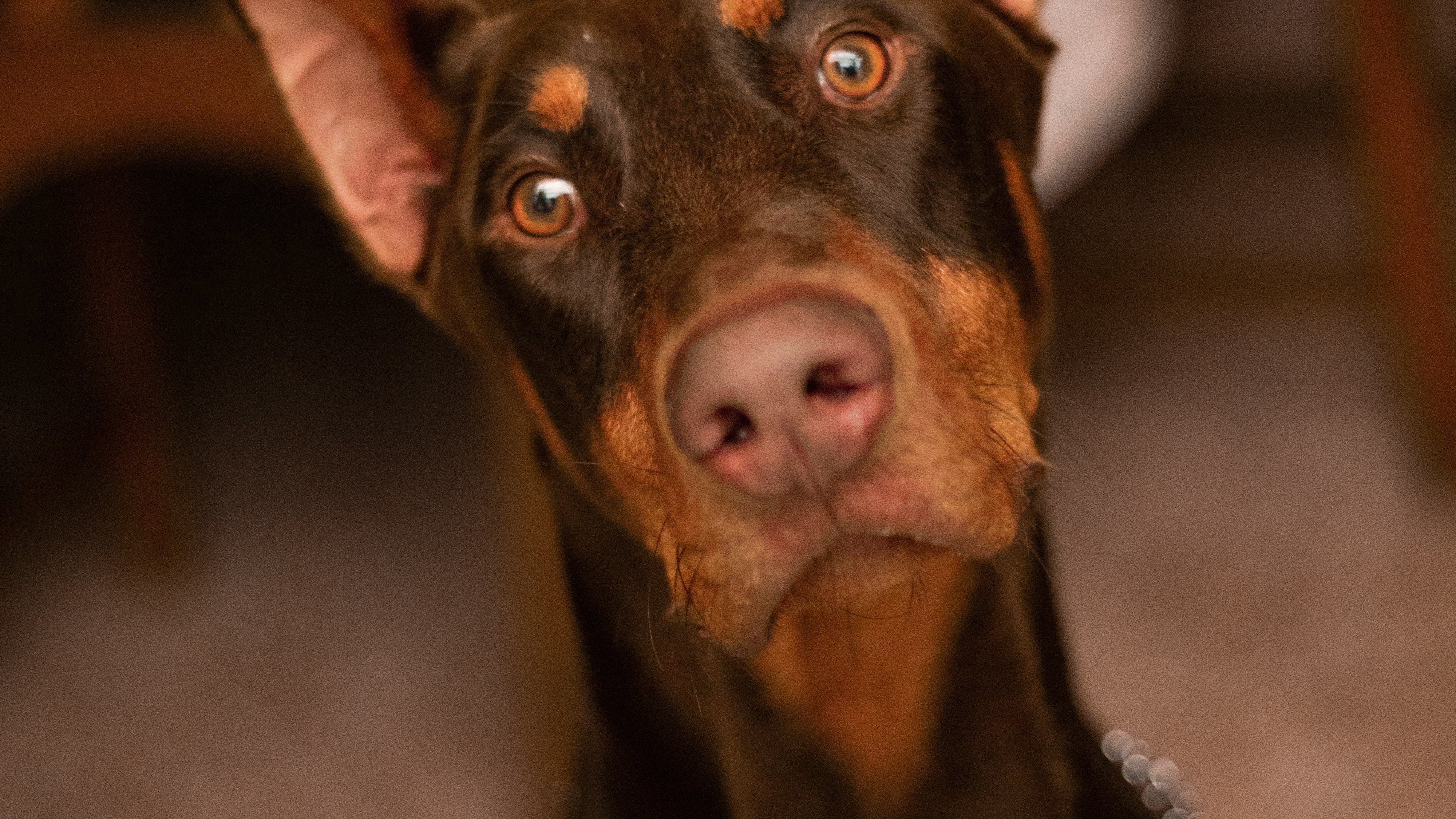 Cani impegnativi. La Regione vota il patentino per i proprietari