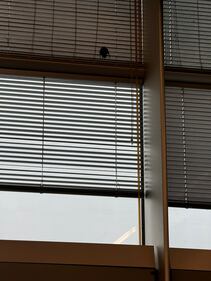 Pipistrello nella sala lounge dell'aeroporto 2