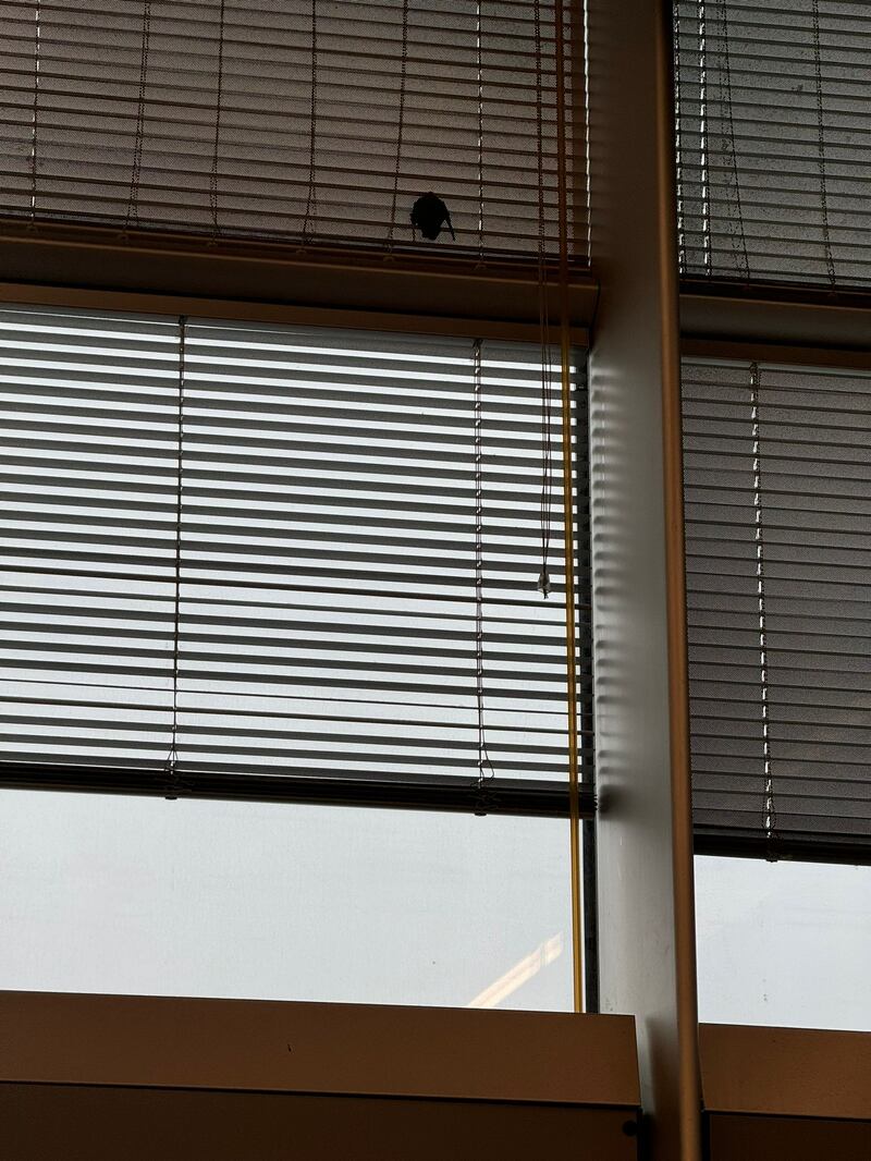 Pipistrello nella sala lounge dell'aeroporto 2