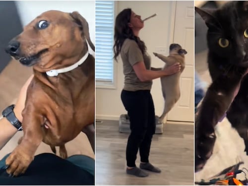 Quei volteggi per un like. Cosa c'è dietro il pericoloso trend "spinningcat" e "spinningdog"