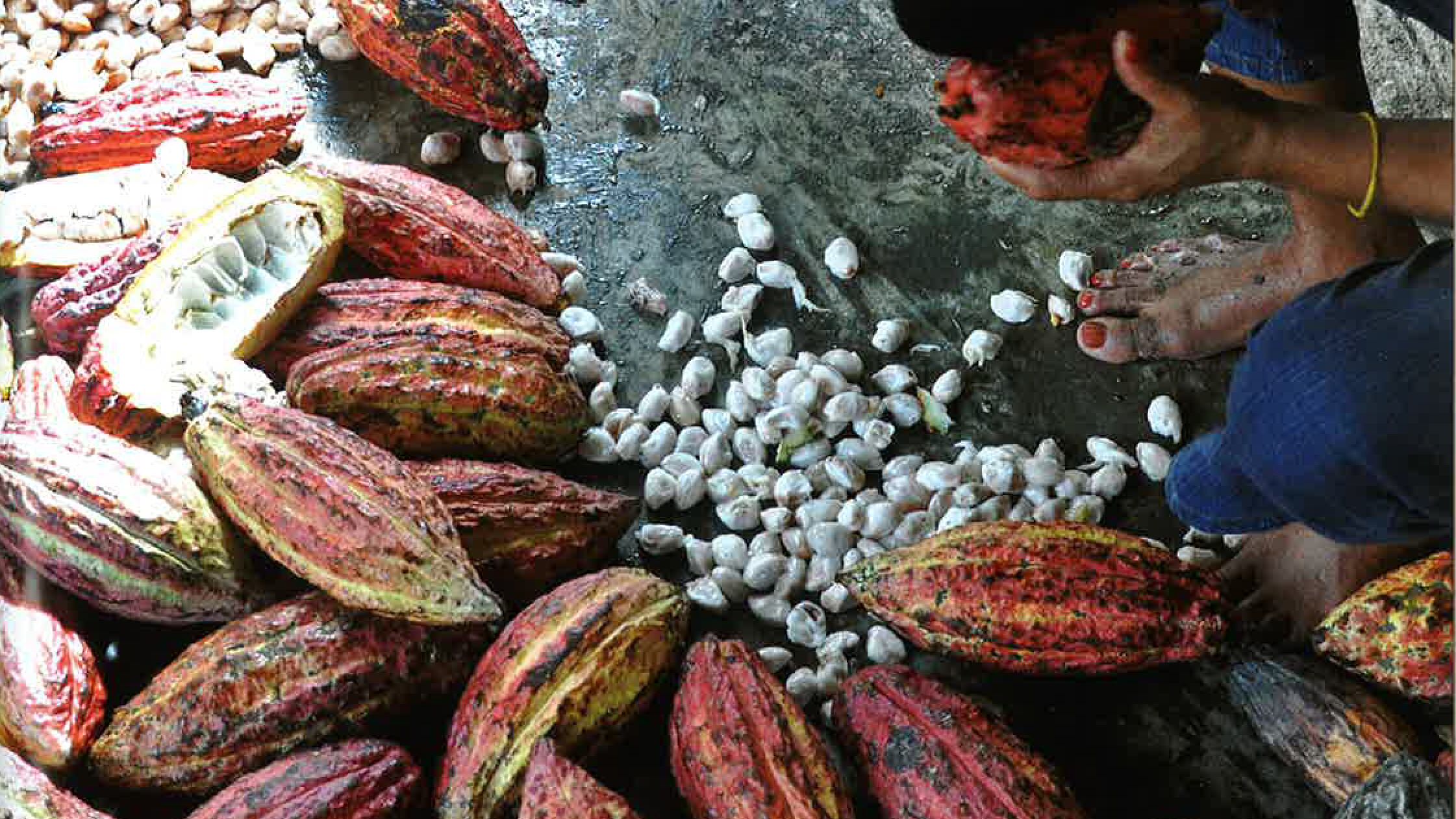 Vita, morte e miracoli Tutta la verità sul cacao