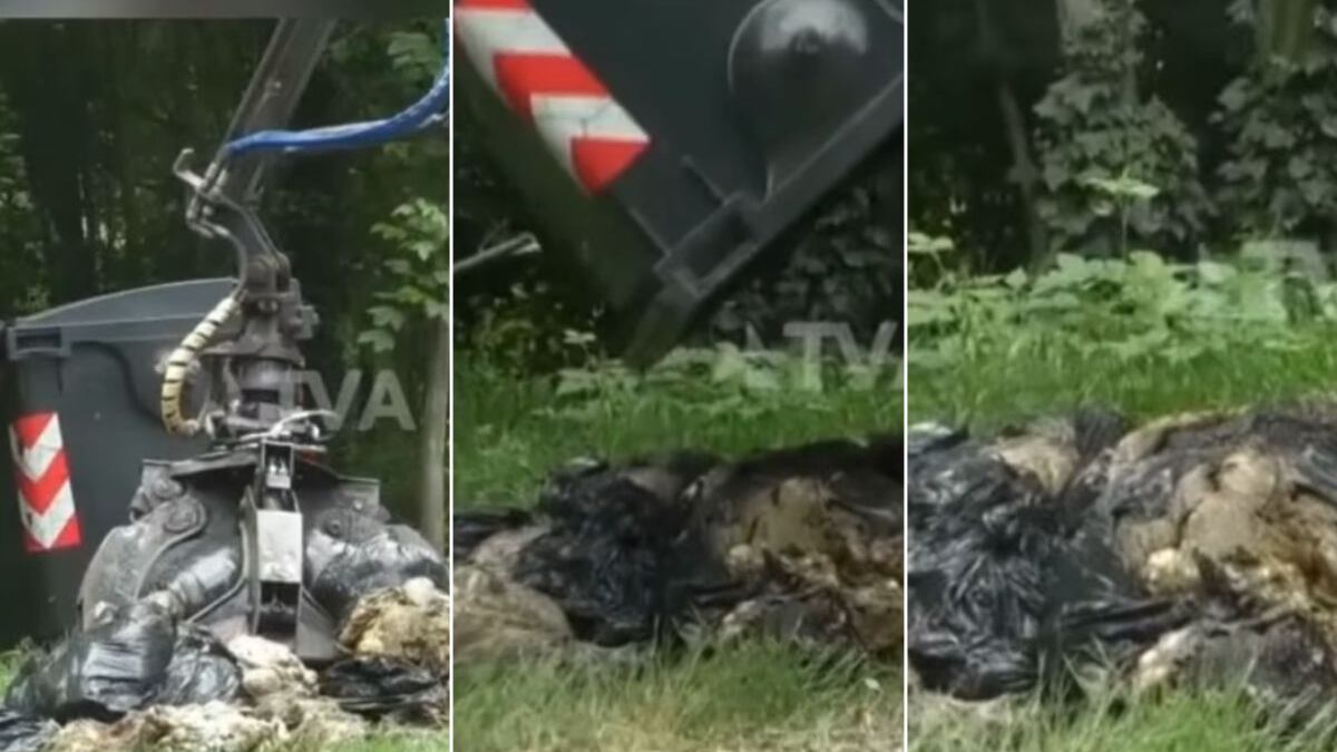 Decine di carcasse di ovini macellati, l'ombra della festa islamica dietro la mattanza nei boschi