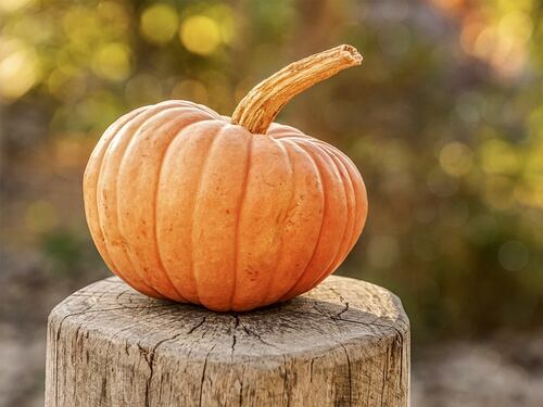 Zucca e benefici: ecco perché non si può rinunciare a questo frutto