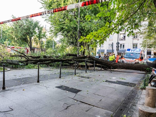 Milano, cade un albero in piazza Risorgimento: tre contusi