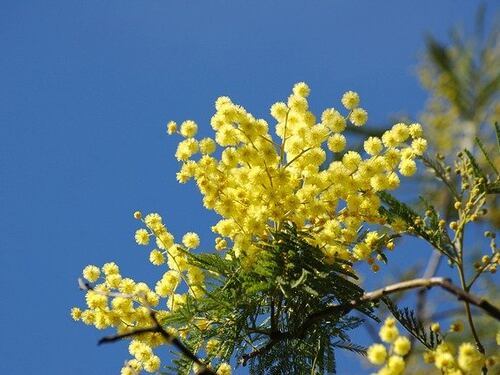 Mimosa, proprietà e benefici del fiore amico della pelle