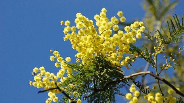 Mimosa, proprietà e benefici del fiore amico della pelle