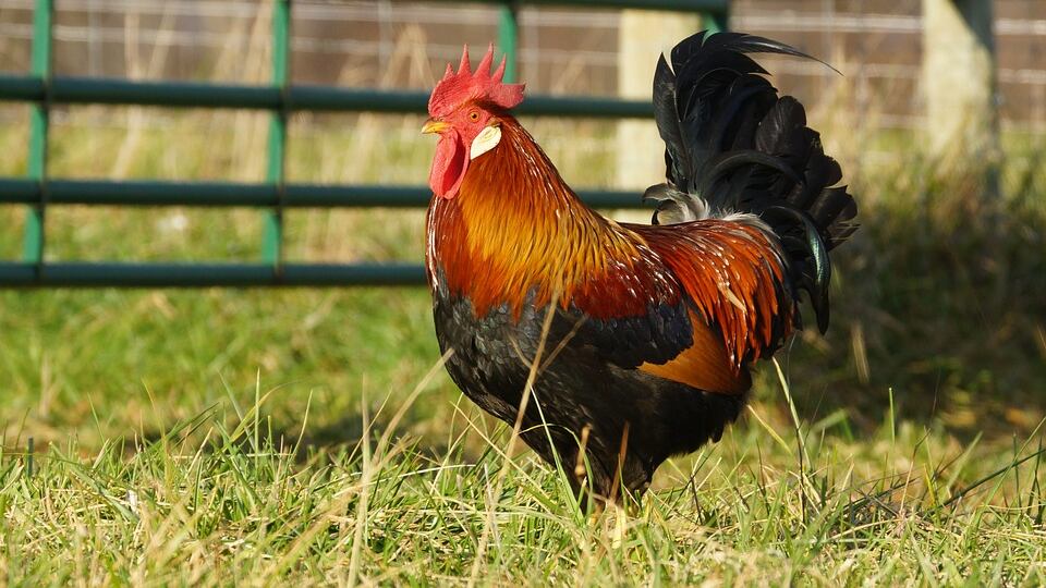 Non è solo cibo: l'animale da fattoria ha un'anima