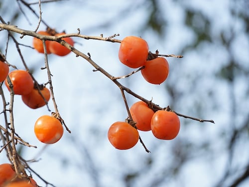 Autunno, il benessere passa per i cachi