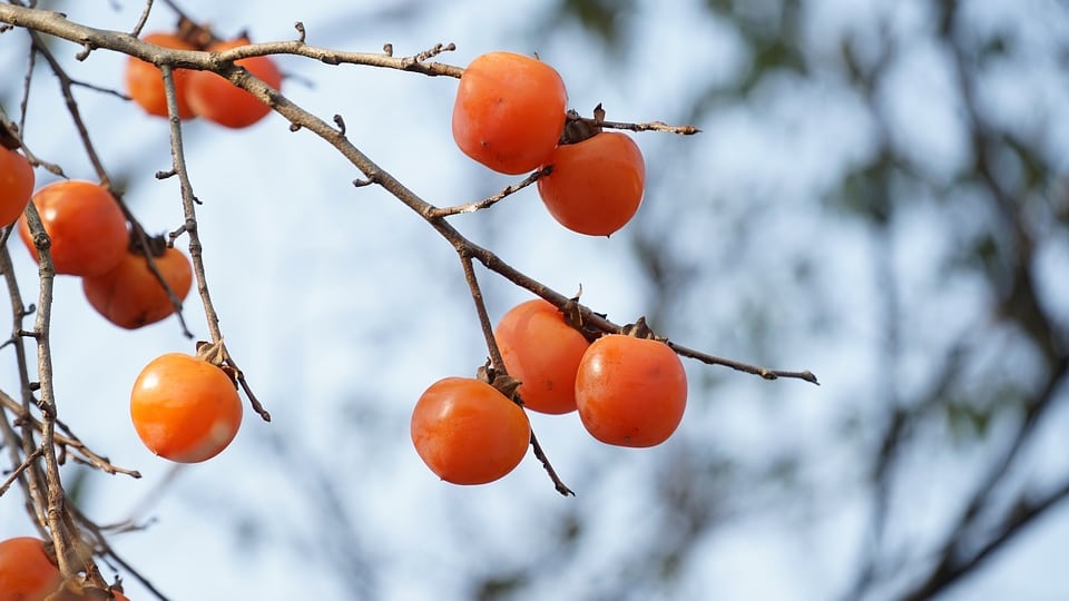 Autunno, il benessere passa per i cachi