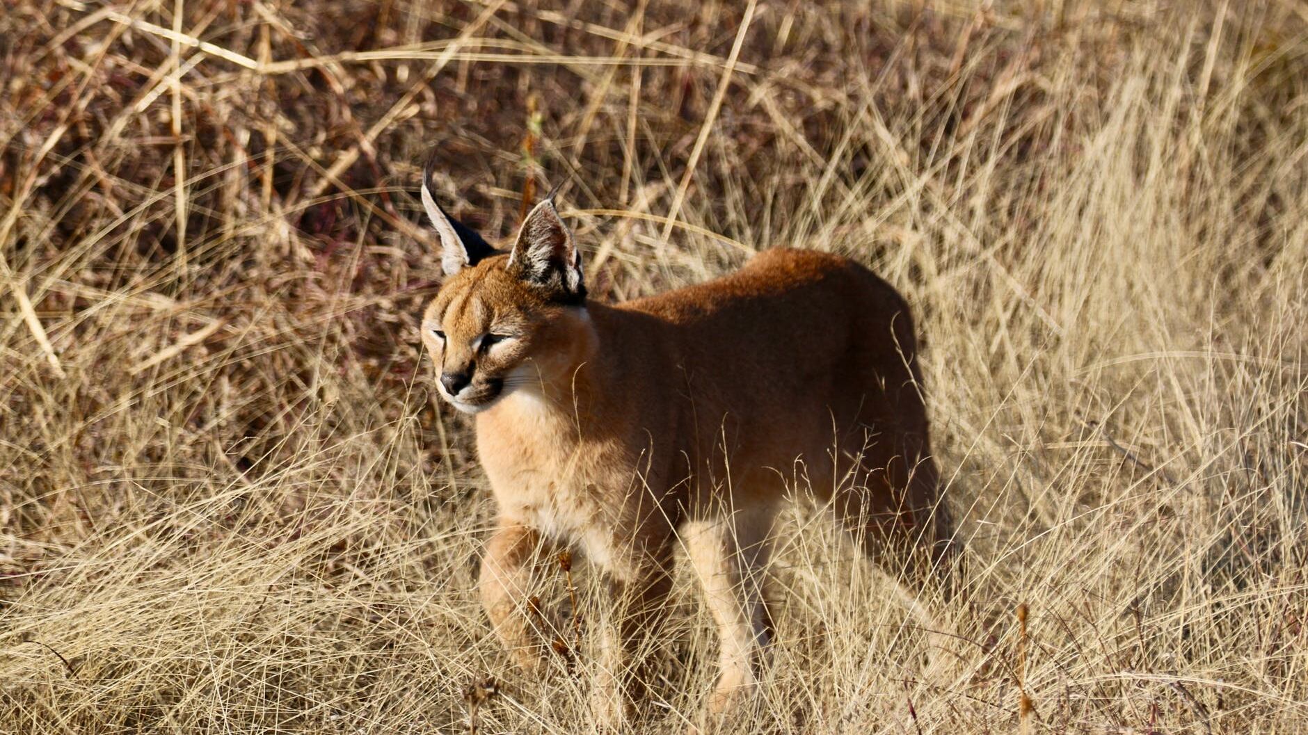 Un caracal a Busto Arsizio: avvistata la "lince del deserto"