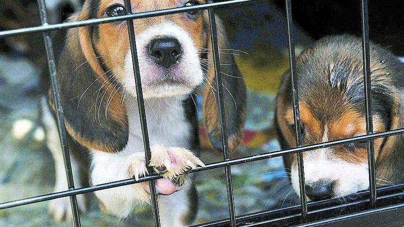 Vietato mendicare con un animale
