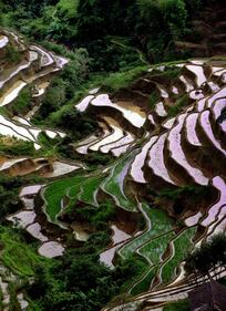 Lo spettacolo dei campi terrazzati in Cina 11