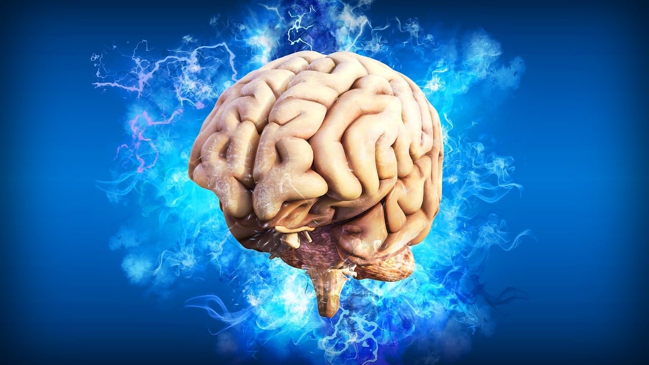 Cervello, così crescono nuovi neuroni: la ricerca
