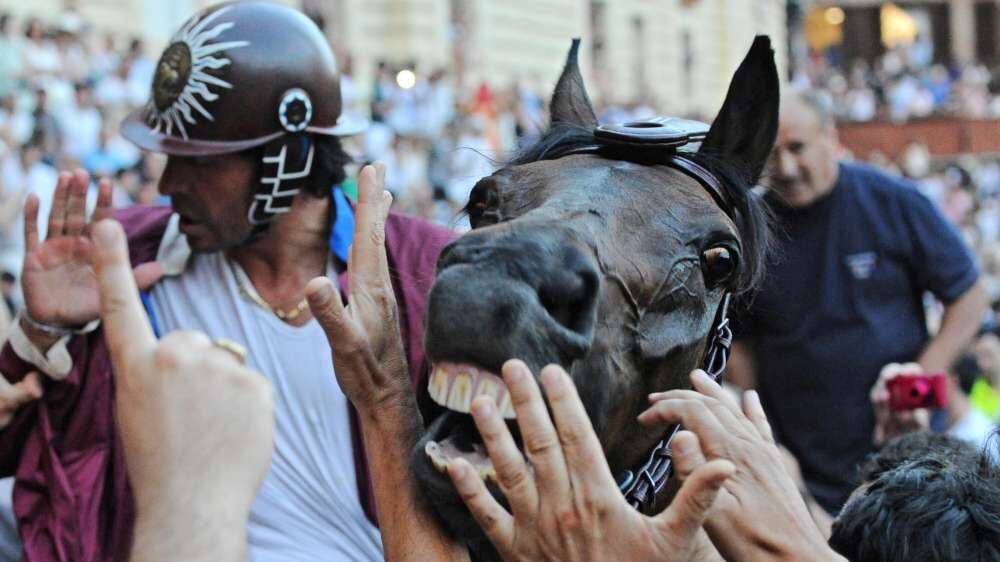 Che inutile bestialità mettere in Palio la vita di un cavallo