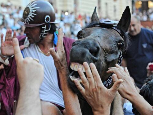 Che inutile bestialità mettere in Palio la vita di un cavallo