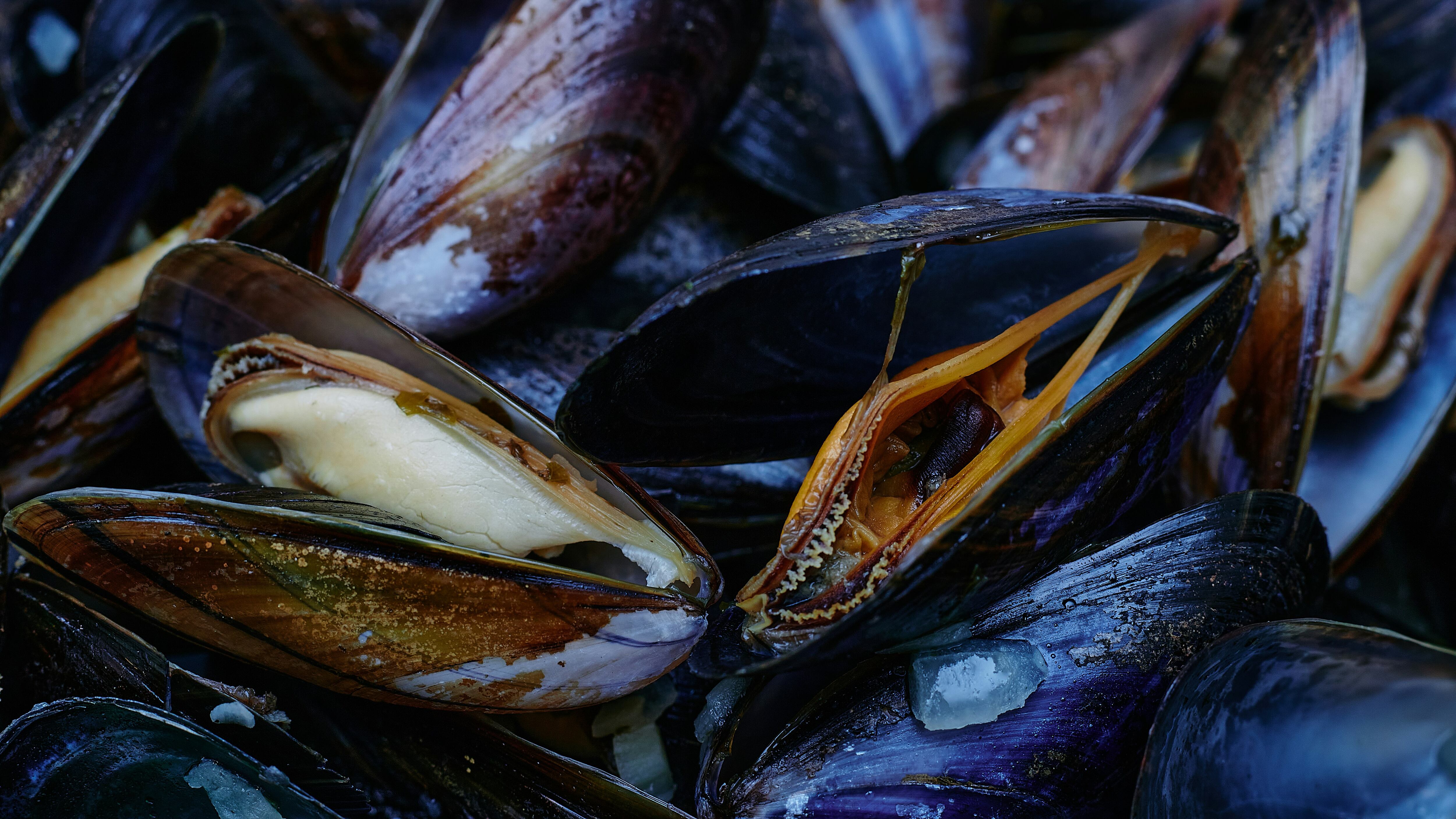 Epatite A, la Procura indaga sull'origine delle cozze