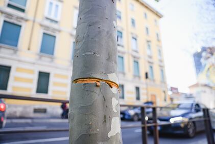 Milano, cavo teso in viale Toscana: le immagini choc 3