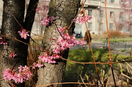 A Milano è primavera in anticipo  8
