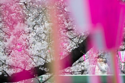 Lo spettacolo dei ciliegi in fiore a Tokyo 9