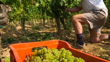Perché il rito della vendemmia se ne infischia della tecnologia