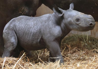 È nato un cucciolo di rinoceronte nero 2