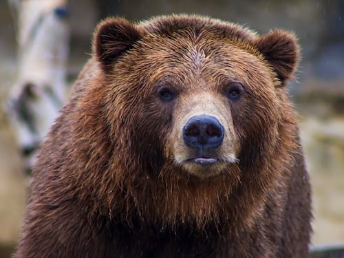 L'orso? Preferisco mangiarlo