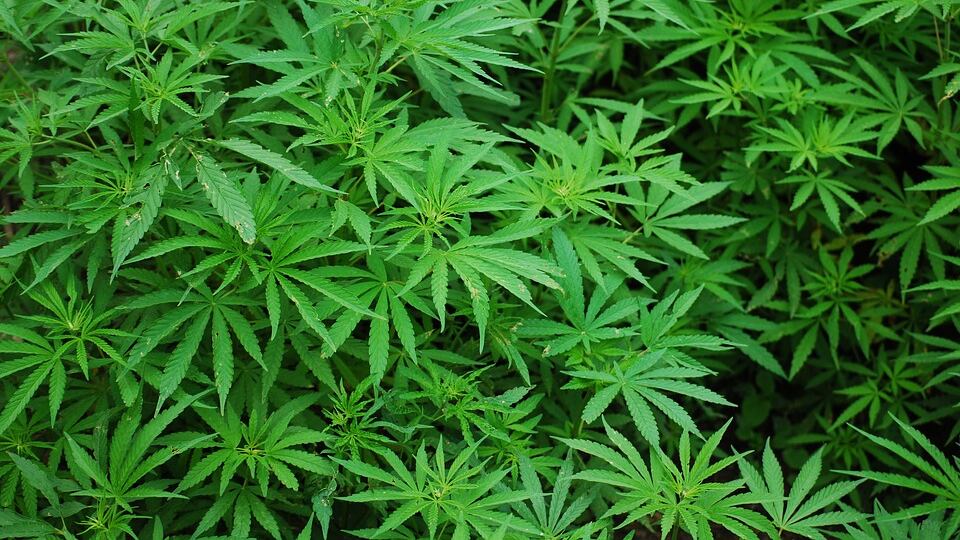 Sardegna, dietro al granoturco una piantagione di 7mila piante di cannabis