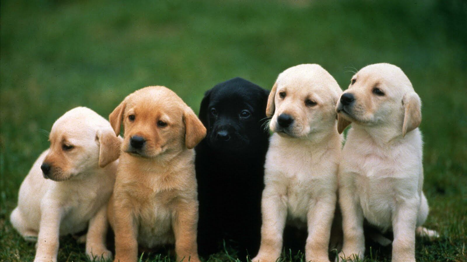 Basta chirurgia estetica per i cani in passerella