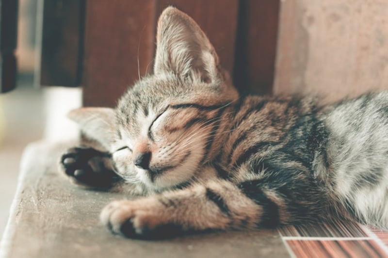 Gatto in vacanza