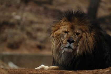 Gli animali del bioparco ancora chiuso per l'emergenza Covid-19 6