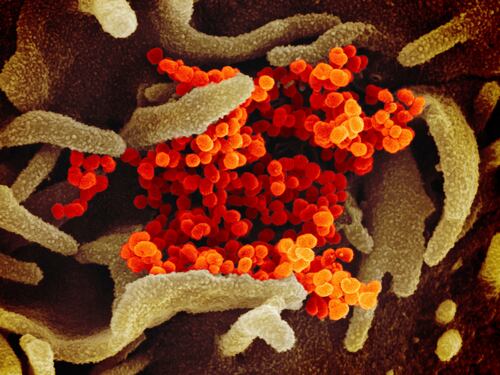 L'eterno incubo delle influenze. Perché sono i virus più temuti