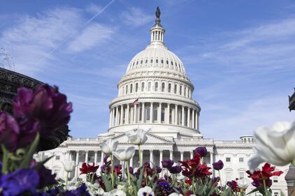 Primavera, trionfo di fiori a Washington 4