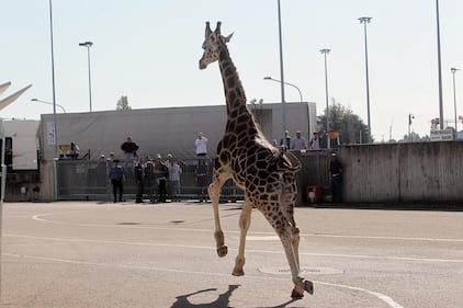Imola, giraffa in fuga semina il panico 2