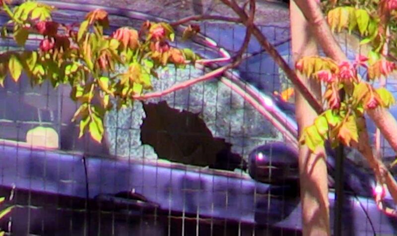 Agguato di mafia a Belmonte Mezzagno. Ucciso un uomo a colpi di pistola 4