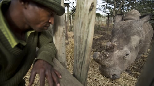 Kenya, i rinoceronti bianchi destinati all'estinzione 3