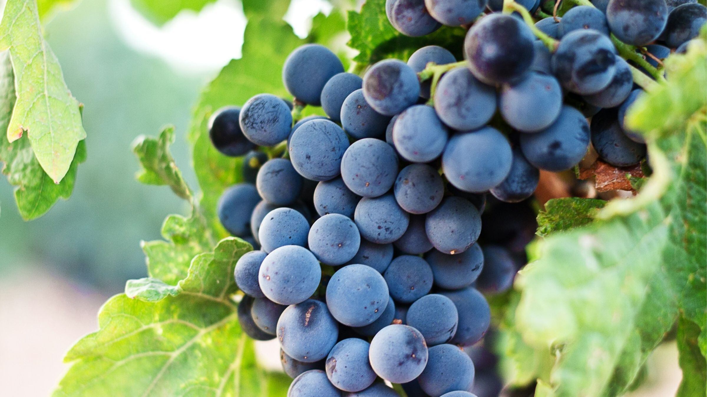 Uva, 5 ricette autunnali che fanno bene alla salute