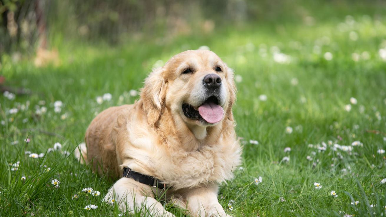 Il cane, le cagnette e le ragioni di un retrogrado