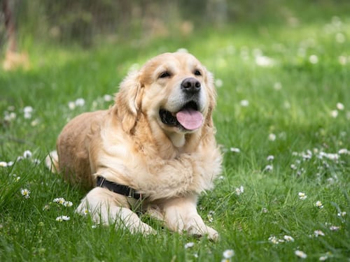 Il cane, le cagnette e le ragioni di un retrogrado