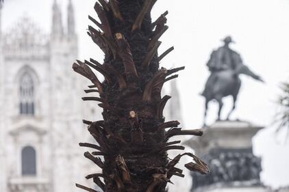 Piazza Duomo, incendiata una delle palme  1