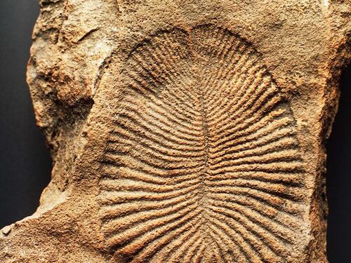 Dickinsonia, ecco l'animale più antico del mondo