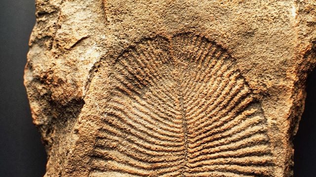 Dickinsonia, ecco l'animale più antico del mondo
