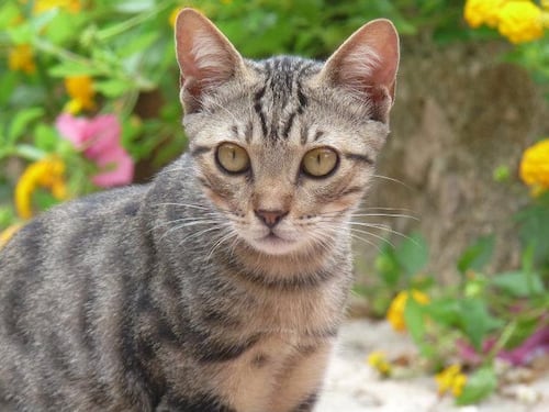 Gatto randagio investito e lasciato in mezzo alla strada. I vigili urbani: "Soccorriamo solo i cani"