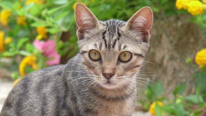 Rho, incendio distrugge gattile: morti carbonizzati cento animali